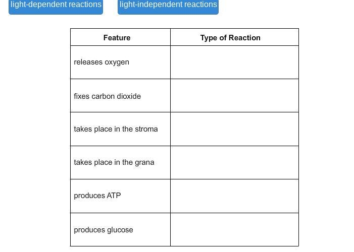 Identify which type of reaction the feature occurs in. - Light-dependent reactions-example-1