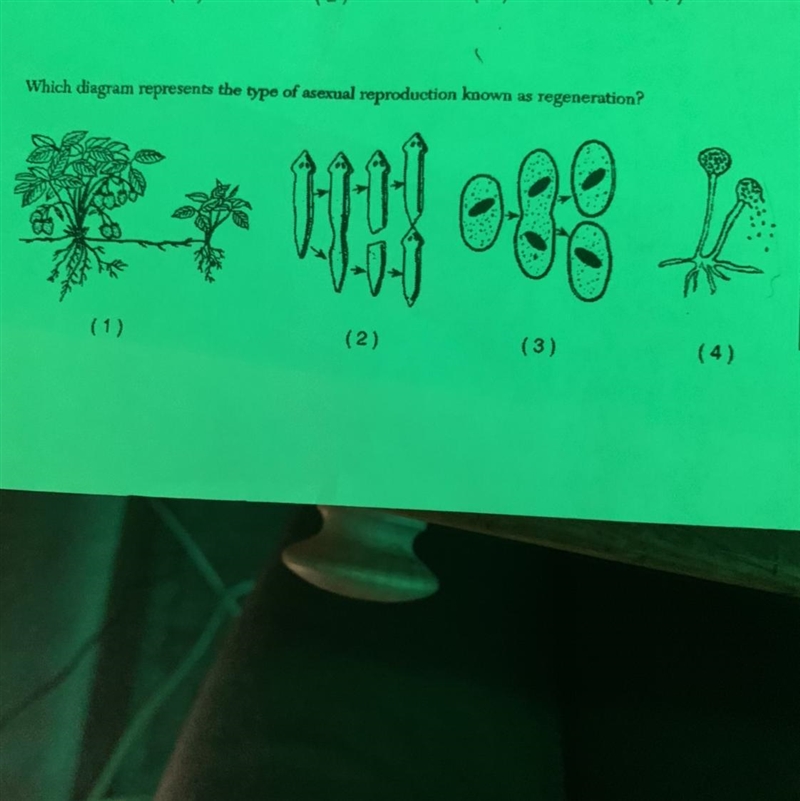 Which diagram represents the type of asexual reproduction known as regeneration?-example-1