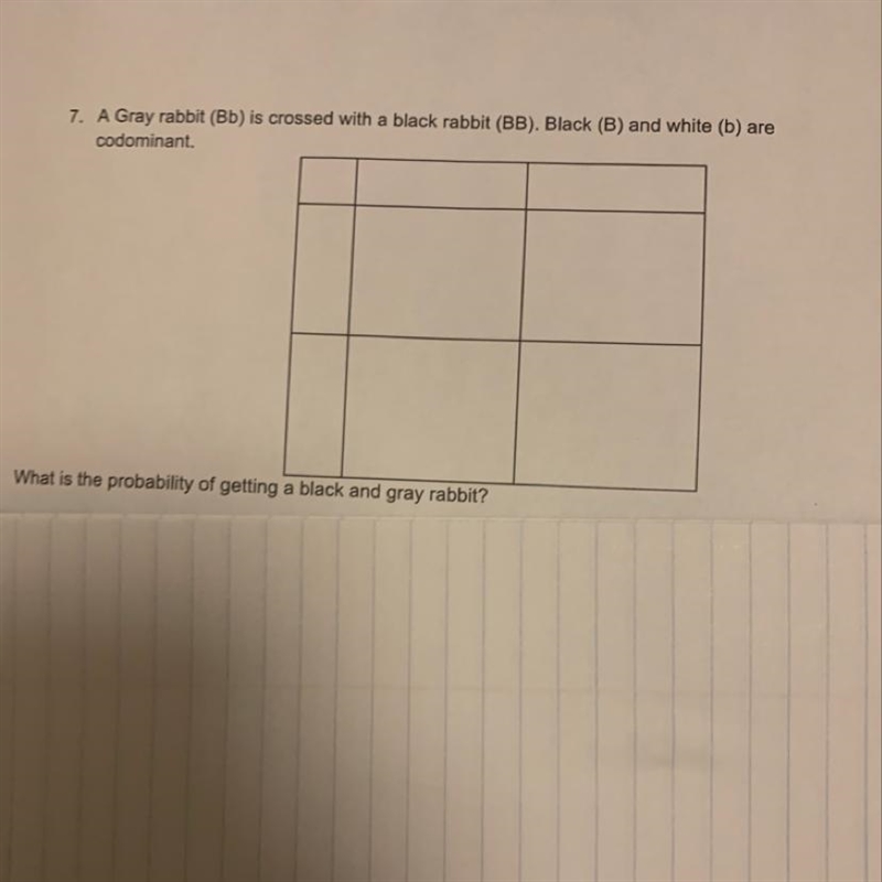 7. A Gray rabbit (Bb) is crossed with a black rabbit (BB). Black (B) and white (b-example-1