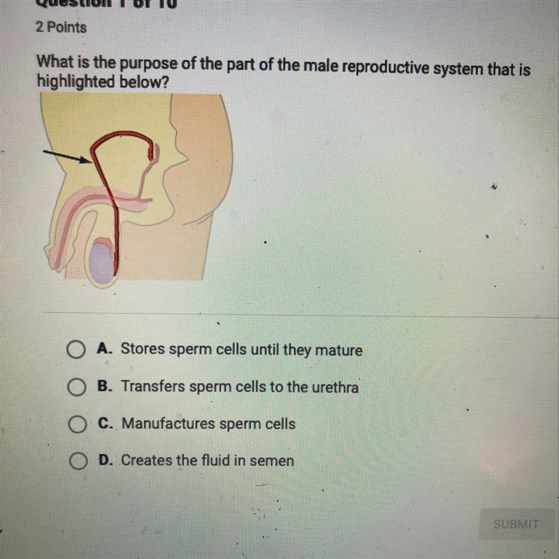 What is the purpose of the part of the male reproductive system that is highlighted-example-1