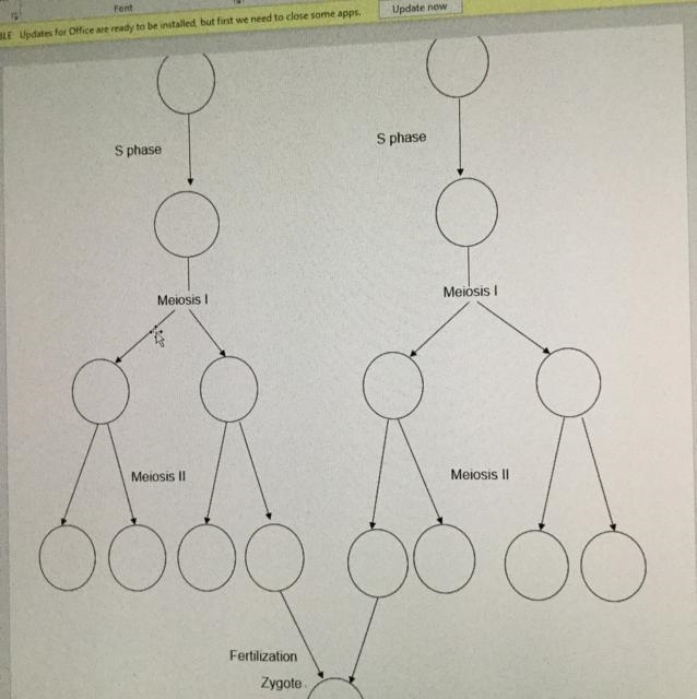 Using the following diagram as a guideline, follow a pair of chromosomes through the-example-1