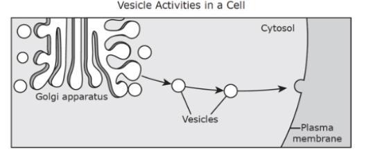 The diagram illustrates the activity of vesicles during a cellular process. Which-example-1