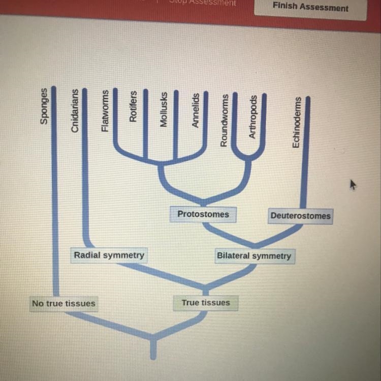 Given the following phylogenetic tree, which evolutionary event occurred most recently-example-1