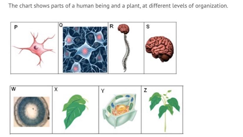 Which pair is at the same level of structural organization? A) P and W B) Q and Z-example-1