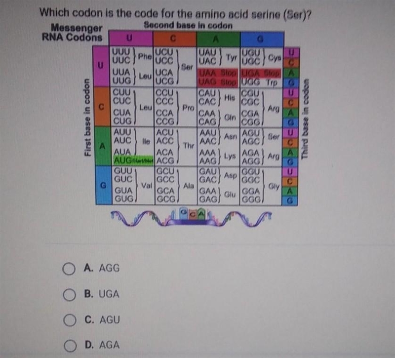 Which codon is the code for the amino acid serine (Ser)? A. AGG B. UGA OC. AGU O D-example-1