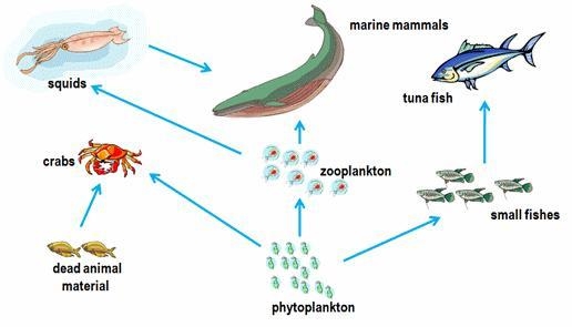 The diagram below shows the flow of food energy between the organisms in a marine-example-1