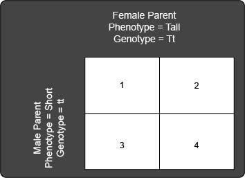 A tall pea plant (Tt) is crossbred with a short pea plant (tt). The following Punnett-example-1