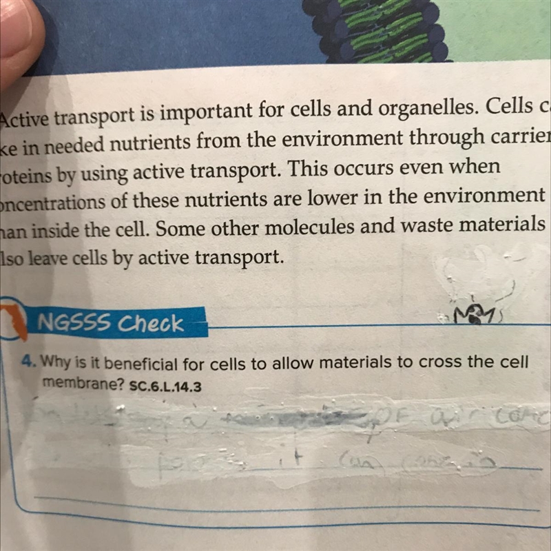 Why is it beneficial for cells to allow materials to cross the cell membrane-example-1