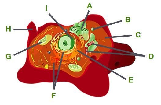 Consider this animal cell. The organelles in an animal cell are labeled. Part A is-example-1