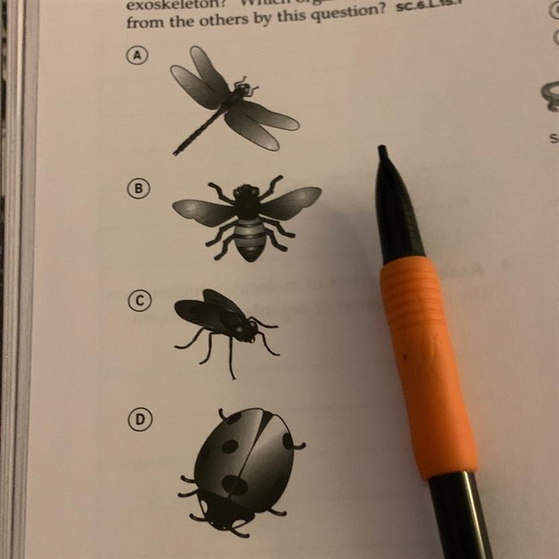 The first choice on a dichotomous key is: "1A. Are wings covered by an exoskeleton-example-1