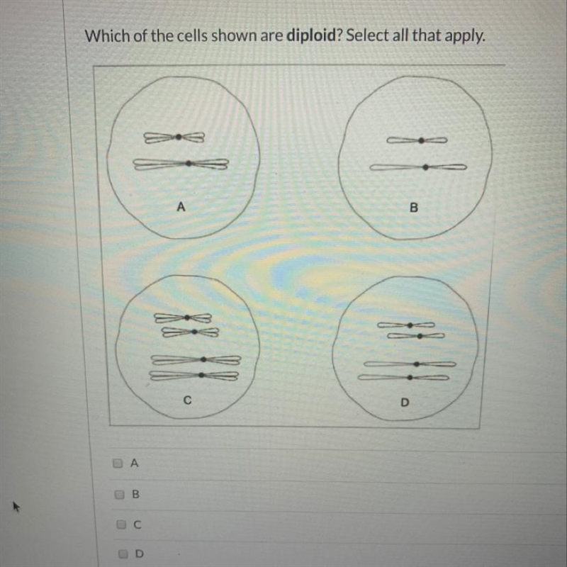 Which off the cells shown are diploid-example-1