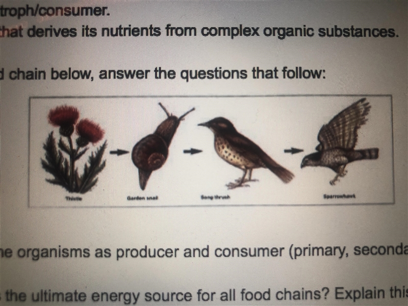 Label the organisms as producer and consumer.-example-1