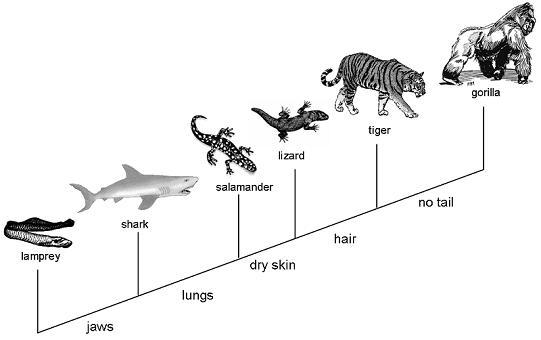 Study the cladogram. Which two organisms are the most closely related?-example-1