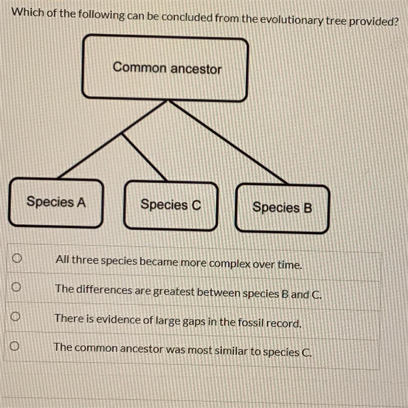 Which of the following can be concluded from the evolutionary tree provided ? All-example-1