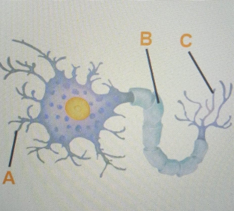 What is the función of the labeled structures? (it's a neuron) ​-example-1