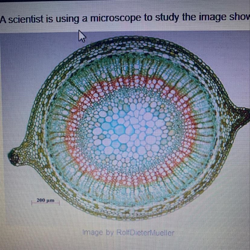 A scientist is using a microscope to study the image below. Which kind of plant could-example-1