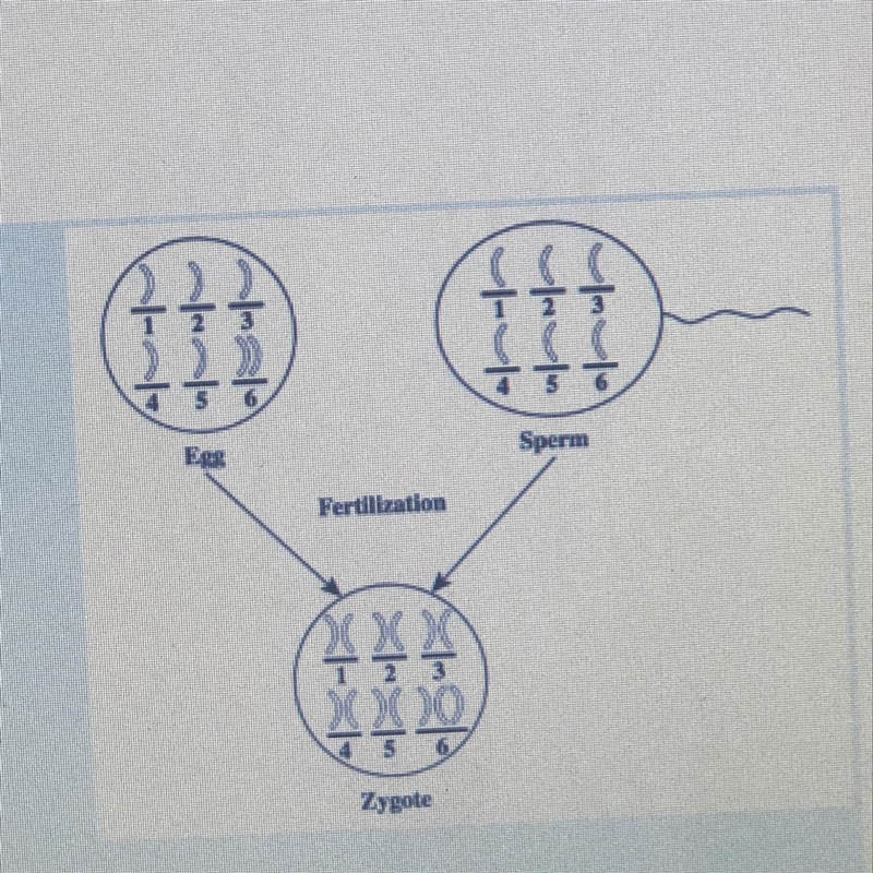 The chromosomal mutation in the zygote can be traced back to which of the following-example-1