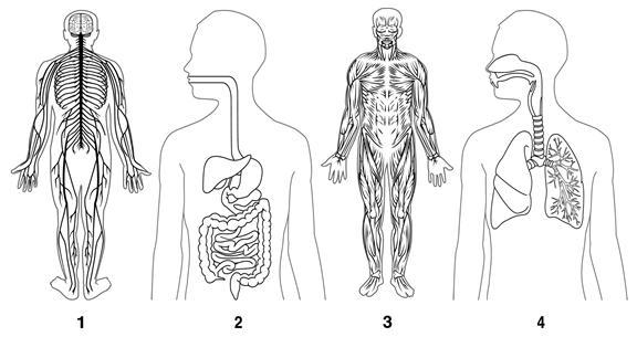 Look at the diagrams modeling some of the body systems. Which pair of diagrams must-example-1