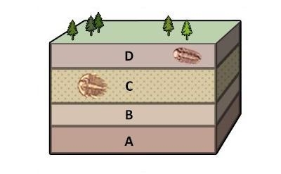 The information in the diagram BEST supports which hypothesis? A) The fossil in layer-example-1