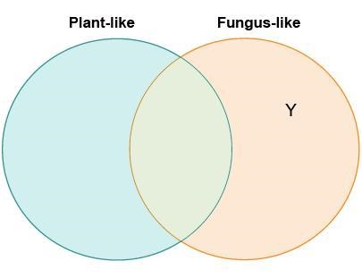 Eli is making a diagram to compare plant-like protists and fungus-like protists. Which-example-1