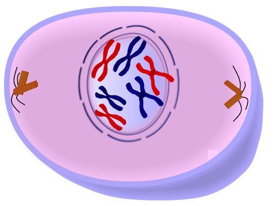 Which stage of MITOSIS is shown in the picture above?-example-1