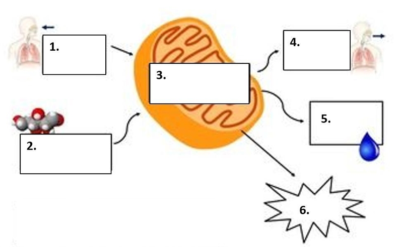 Write the WORD (not the chemical formula) that goes in each box of the diagram for-example-1