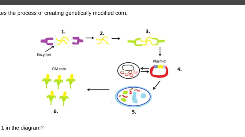 The diagram illustrates the process of creating genetically modified corn. What occurs-example-1