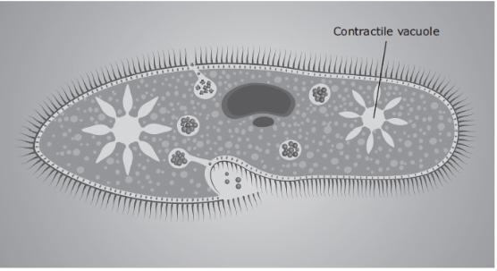 The picture shows a contractile vacuole of a unicellular freshwater organism. The-example-1