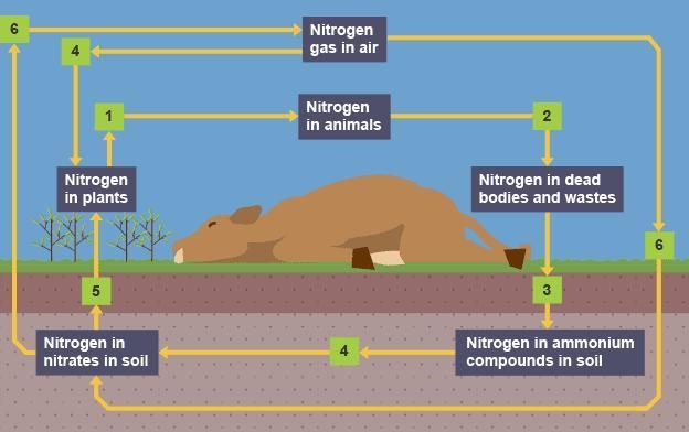 The diagram below shows part of the nitrogen cycle.Which stage is decomposition? * A-example-1