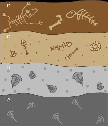 Scientists found a layer of rock with several different fossils in it, as shown in-example-1