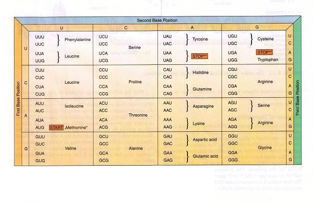 Given the mRNA codons AGC UUC GAU, what would be the resulting amino acid sequence-example-1