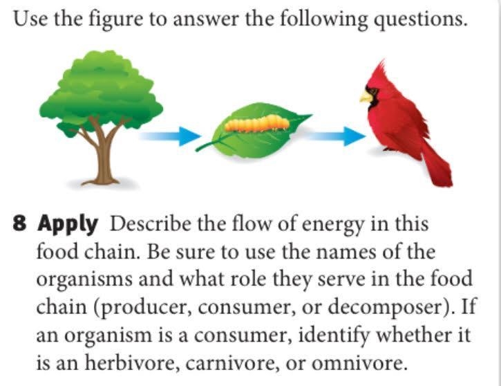 Help! Describe the flow of energy in this food chain. Be sure to use the names of-example-1