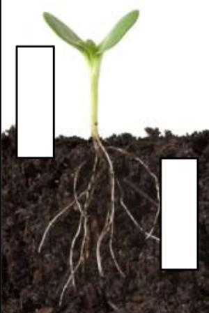 If you are asked to label the forces that affect the seedling in the image shown, which-example-1