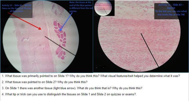 Anatomy and Physiology-example-1