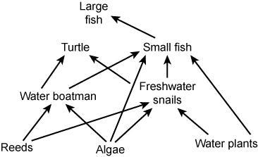 PLEASEE HELPPP!!!! The food web in the diagram below shows interactions among organisms-example-1