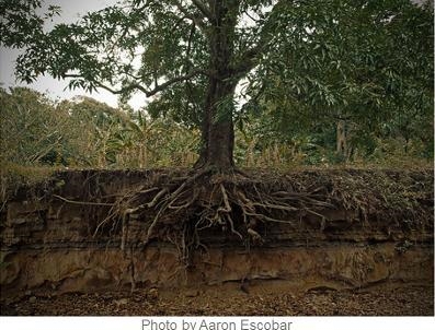 PLS HURRY AND BE RIGHT The image shows a mango tree, which is a type of seed plant-example-1