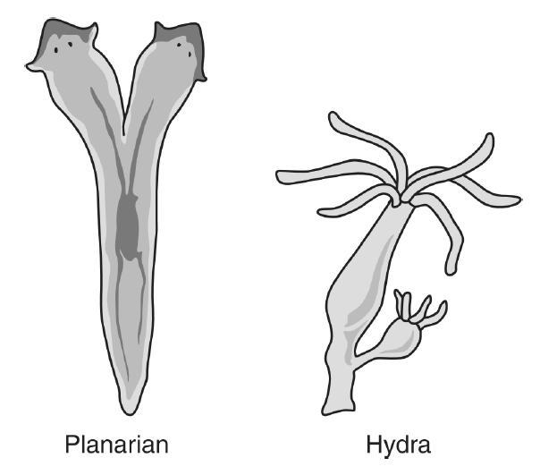 The diagram above shows a planarian reproducing by splitting in two and a hydra reproducing-example-1