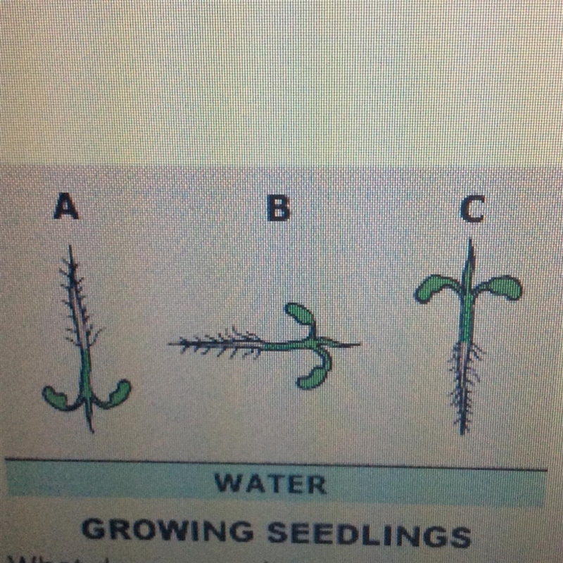 What do you predict will happen in two weeks time to seedling (C)? The stem will curl-example-1