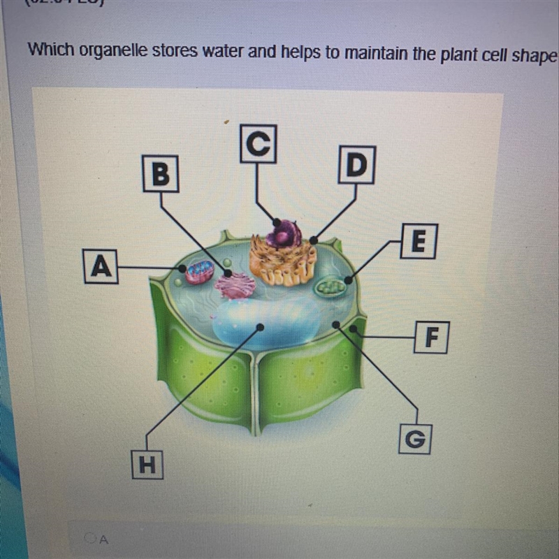 Which organelle stores water and helps to maintain the plant cell shape?-example-1