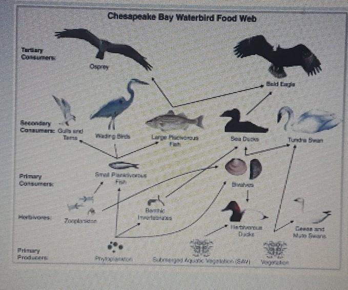 This food web shows some of the relationships found in an aquatic ecosystem. Materials-example-1