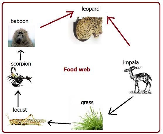 I recently had a biology exam and one of the questions was: at what trophic level-example-1