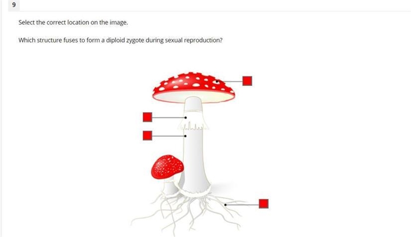 Which structure fuses to form a diploid zygote during sexual reproduction?-example-1