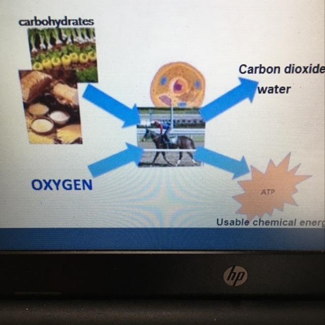 Look at the following diagram. Explain what happens to the food you eat. Use the words-example-1