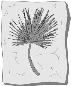 The picture shows a fifty-two-million-year-old palm leaf fossil from a palm tree that-example-1