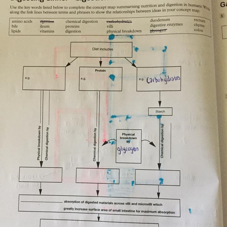 Can someone please explain this???? I’m so confused :’( Title: Digesting Dinner - digestion-example-1