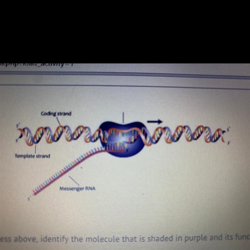 Using the model of a process above, identify the molecule that is shaded in purple-example-1