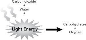 Living things interact with Earth systems in a variety of chemical processes. The-example-1