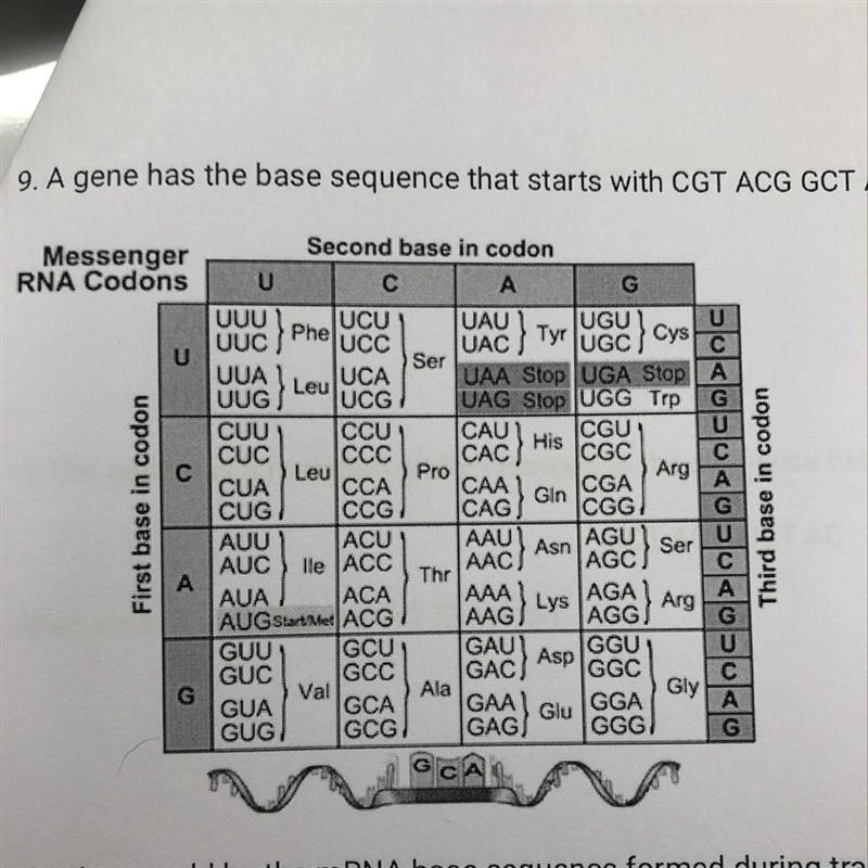 9. A gene has the base sequence that starts with CGT ACG GCT AC. a) What would be-example-1