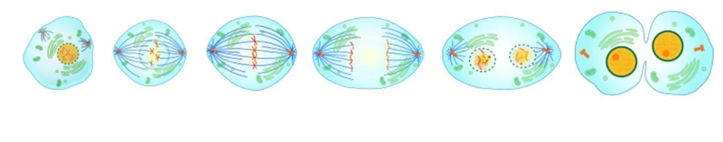 What is the result of the cellular division process of Mitosis? A) 4 identical daughter-example-1