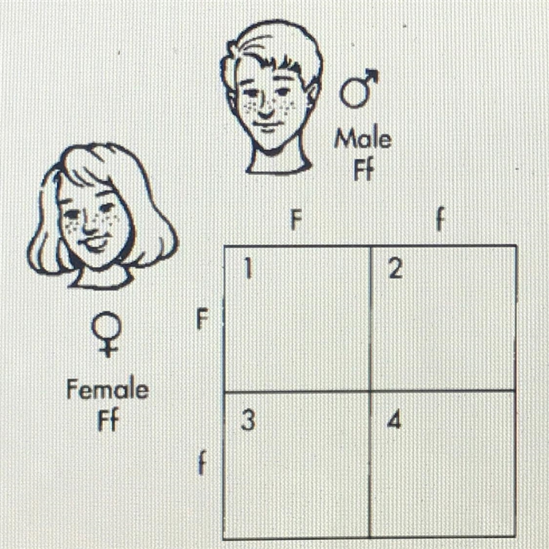 21. Refer to the illustration above. The child represented in box 1 in the Punnett-example-1